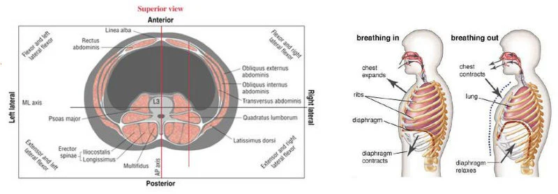 Diagramm der menschlichen Atmung